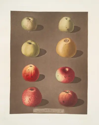 Äpplen (Robertson's, Blanchard's, Rasberry, Lemon, Aromatic, Fern's, Embroidered och the Spitsburgh Pippins) av George Brookshaw