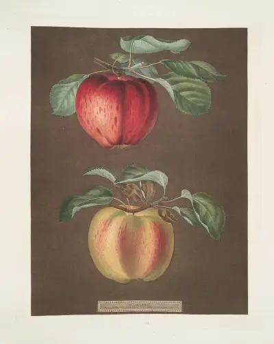 Äpplen (Phoenix och Norroway’s beauty-sorter) av George Brookshaw