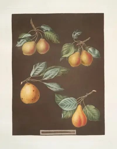 Apples (Pomme d’Apt, Courpendu Blanche, Royal Nonsuch, Margill and the Summer Nonsuch varities)., 1812 – nr 1 av George Brookshaw