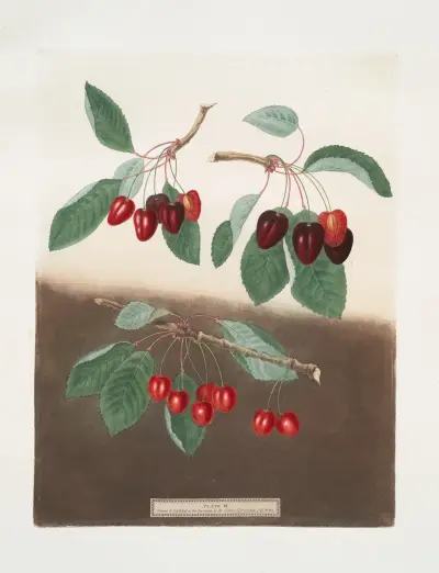 Blödande hjärta, oxhjärta och lönnhjärta körsbär. av George Brookshaw