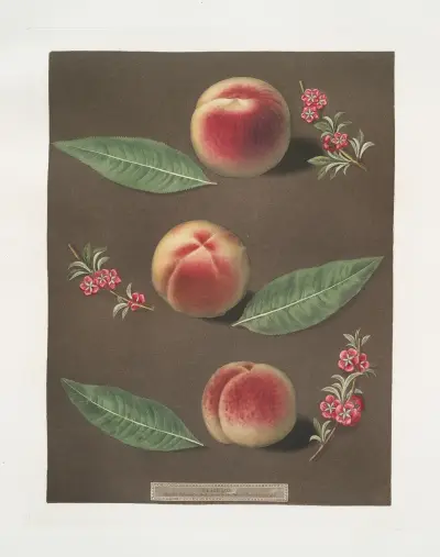 Bourdine, Nivette, or Bell de Vitry and the Late admirable peaches. av George Brookshaw