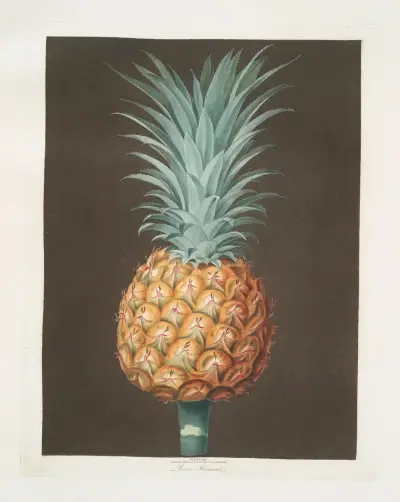 Brown Havannah pine av George Brookshaw