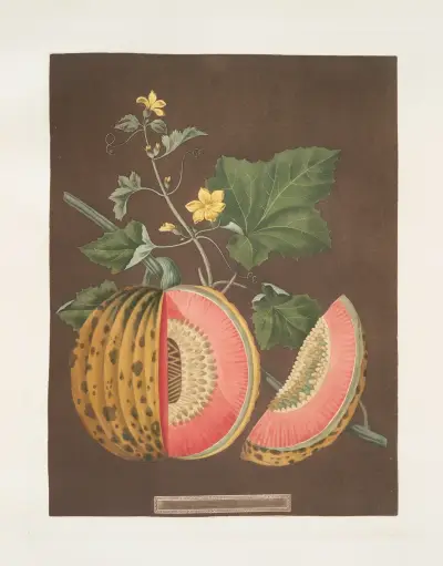 Cantaloupemeloner av George Brookshaw