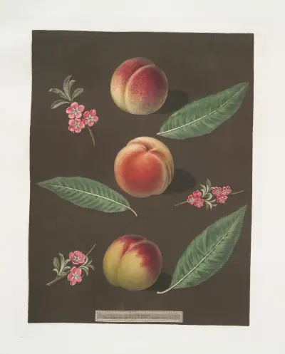 Chancellor, Catherine and the Old Newington peaches. av George Brookshaw