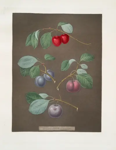 Cherry, Laurance, French and the Common-Orlean Plums. av George Brookshaw