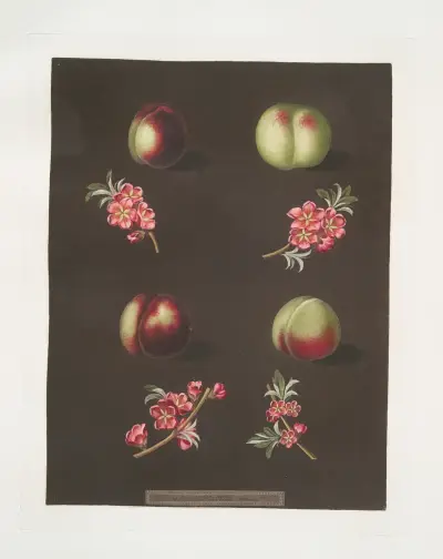 Claremont, Homerton’s white, Ford’s black and the Genoa nectarines. av George Brookshaw