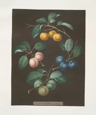 Drap d’Or, or Cloth of Gold, White gage, Blue gage and Green gage plums. av George Brookshaw