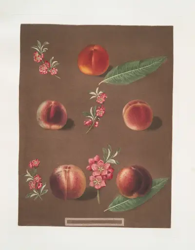 Duc de Tillees, or Dutilees, Old Brugnon, Brugnon, Murry nectarine and the Newington nectarine. av George Brookshaw