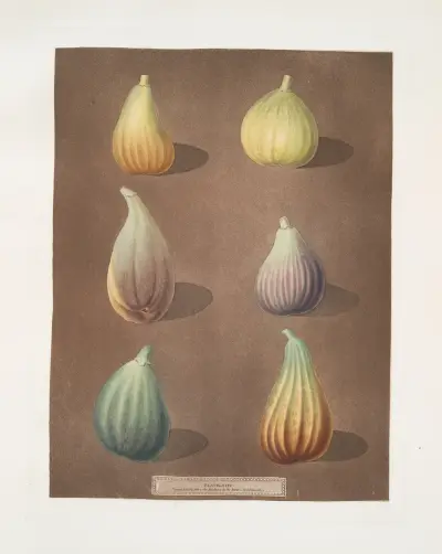 Fikonsorter (White Hanover, White Marseiles, Brown Naples eller italiensk, Purple, Green Ischia och Brunswick) av George Brookshaw