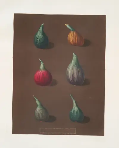 Fikon (Green Ischia, Red Turkey, Turkey, Brown Malta och Black Ischia-sorterna) av George Brookshaw