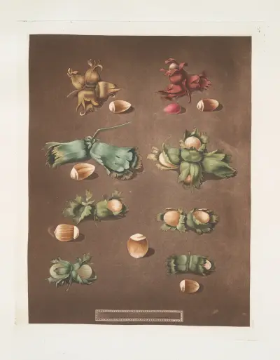 Filberts and Nuts (scarlet, white, Barcelona, English cob and brown hazle) av George Brookshaw