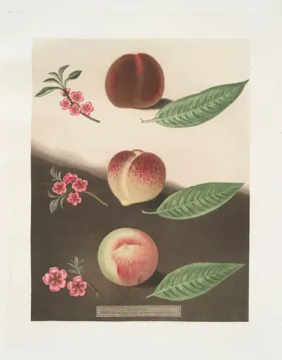 Gallande, La Teton de Venus and the Noblesse peaches. av George Brookshaw