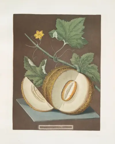 Grönt kött eller Candia-melon av George Brookshaw