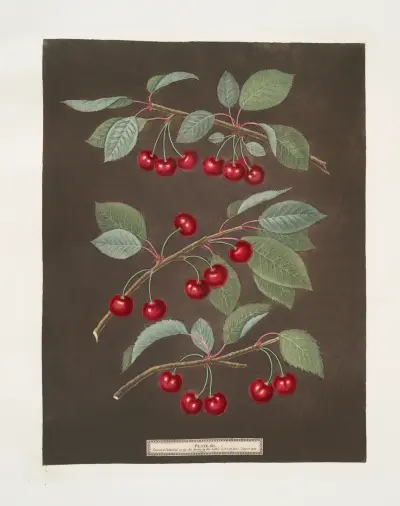 Kentska eller flamländska äpplen och nejlikor av George Brookshaw
