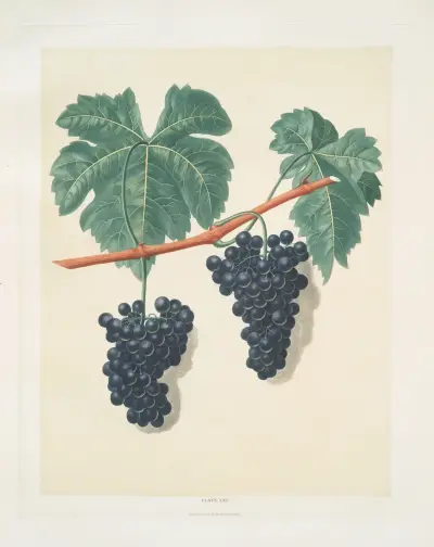 Lady Bathurst’s Tokay grapes. av George Brookshaw