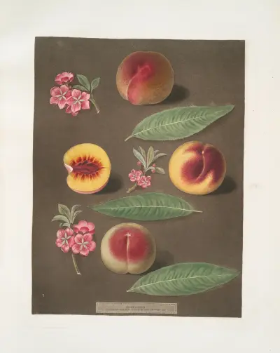 Marlborough, Rumbullion, and the Double mountain peaches. av George Brookshaw