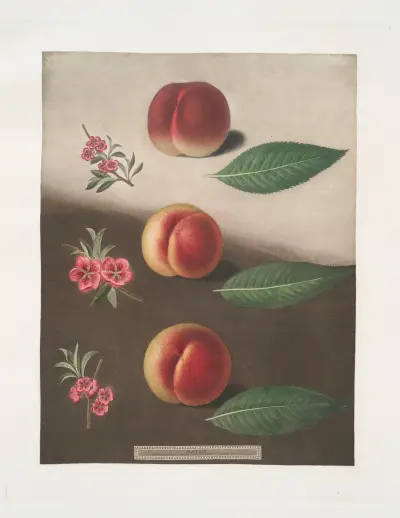 Millet’s minion, Super royal and the Double swalsh peaches. av George Brookshaw
