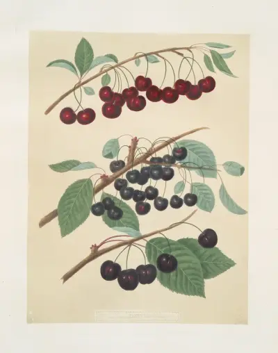 Morella, Caroon and and the Cherry introduced by Mr. Reynolds of Brentford. av George Brookshaw