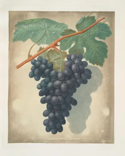 Morocco grape. av George Brookshaw