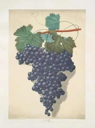 Old St. Peters (Old St. Petre grape). av George Brookshaw