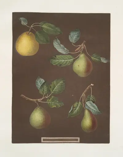 Päron (sorterna Bergamot de Chantilly, Bouchee, Winter sweet sugar och The Bishop’s Thumb) av George Brookshaw
