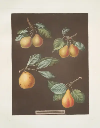 Pears (Valley, Petit Russelet, Doyenne, or Saint Michael, and the Russselet de Rheims, or Gross Russelet varities)., 1812 – nr 2 av George Brookshaw