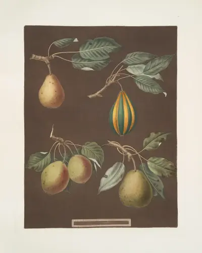 Pears (Virgoulle, Striped vert longue, Swan’s egg and the Pear d’Auch varities)., 1812 – nr 4 av George Brookshaw