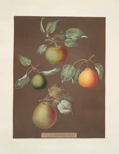 Pears (Michaelmas, or Autumn Bergamot, Summer, Orange and Gansell’s bergamots)., 1812 – nr 5 av George Brookshaw