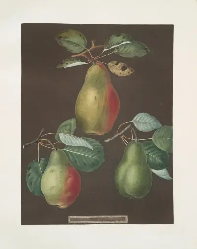 Pears (Chaumontelle, Windsor and the Summer bon Chretien varities)., 1812 – nr 7 av George Brookshaw