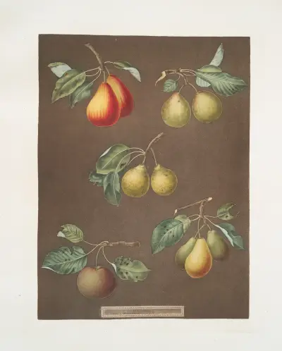 Pears (Catherine, Lemon, Late muscat, Onion, or le Gross Oignonet and the Long stalked blanquet varities)., 1812 – nr 1 av George Brookshaw