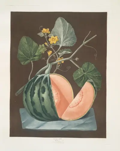 Polinac melon. av George Brookshaw
