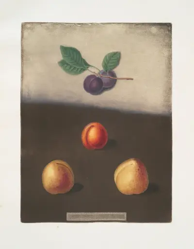 Prune, Common and White damson, and the White imperatrice plums. av George Brookshaw