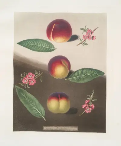 Lila persika, Mr. Padleys persika och Violette Hative-persika av George Brookshaw