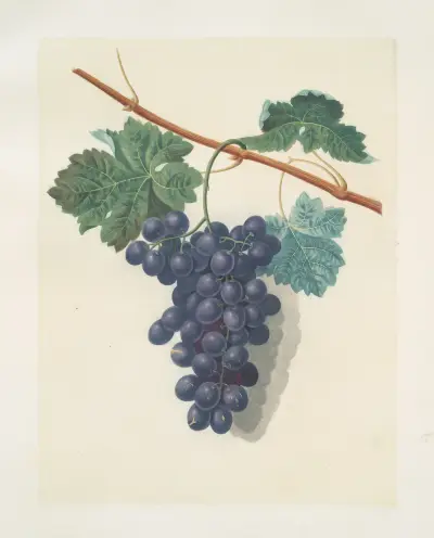 Vindruvor av George Brookshaw