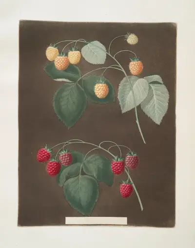 Red and the White Antwerp Raspberries. av George Brookshaw