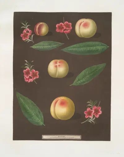 Red nutmeg, Hemskirk, Early Ann and French Vanguard Peaches. av George Brookshaw