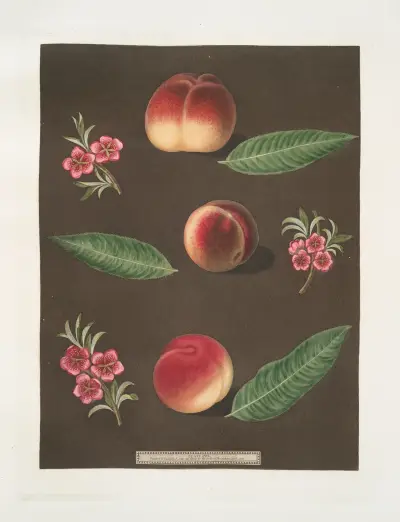 Royal George, Royal Charlotte och franska Mignonne, eller Minion Peaches. av George Brookshaw