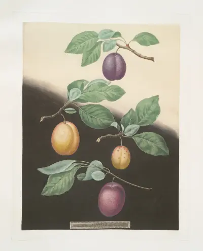 Semiana, Coe’s golden drop, White perdrigon and the [Late Imperial] plums. av George Brookshaw