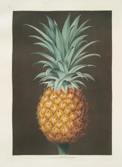 Smooth leaved green Antigua pine. av George Brookshaw