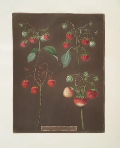 Strawberry varieties; Early scarlet -Late scarlet -Golden-drop – Pine. av George Brookshaw