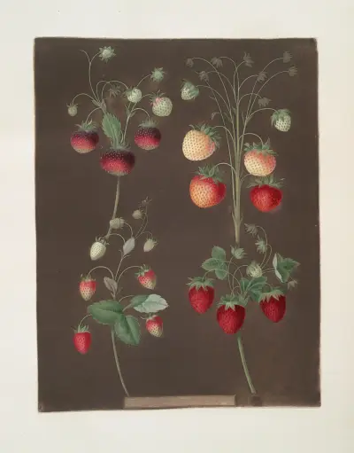 Strawberry varieties; Hoboy – Chili strawberry – Scarlet-Alpine – Scarlet-flesh pine av George Brookshaw
