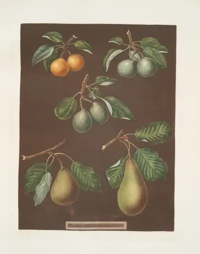 Päron (Petit muscat, Sweet sugar, Green chissel, Citron de calmes och Jargonelle-sorterna) av George Brookshaw