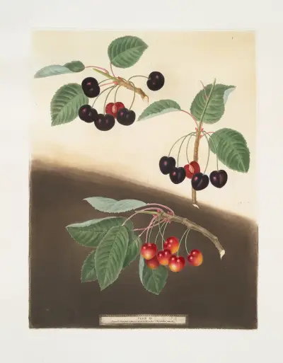 Tradescant, Millet’s and Amber-heart cherries. av George Brookshaw