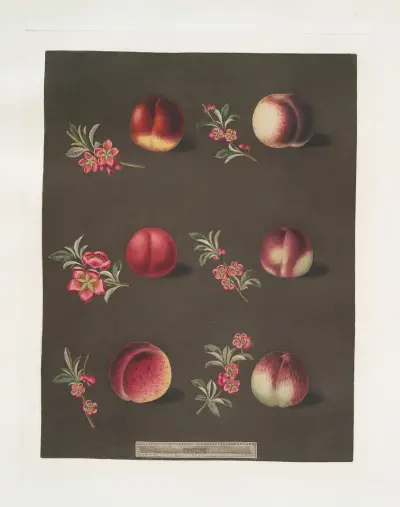 Vermash, Violette Hative, Red Roman, North scarlet, Ell rouge and the Peterborough nectarines. av George Brookshaw