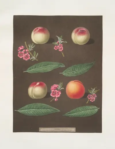 White Avant, Bears red avant, White magdalen and the Red magdalen apricots. av George Brookshaw