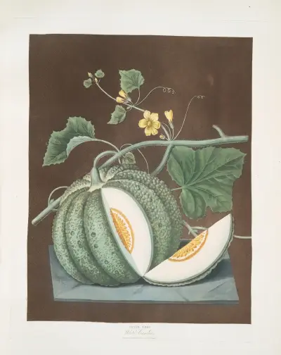 White candia (melon). av George Brookshaw