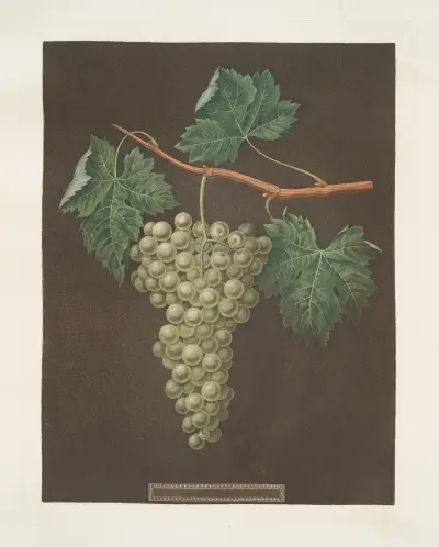 Vita vindruvor av George Brookshaw