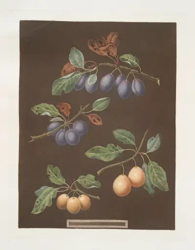 Vita maskulina, röda maskulina, orange och turkiska aprikoser av George Brookshaw