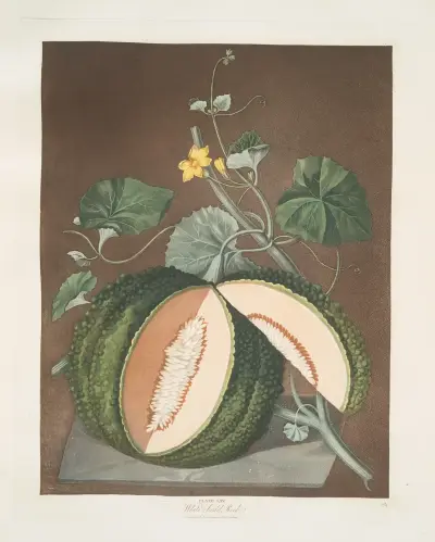 Vitfröig nätmelon av George Brookshaw