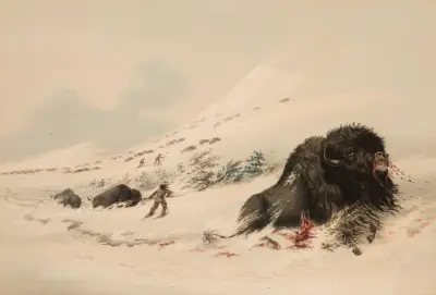 Buffel, i snödriva av George Catlin